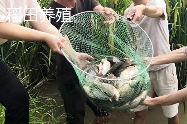 水产养殖品种有哪些