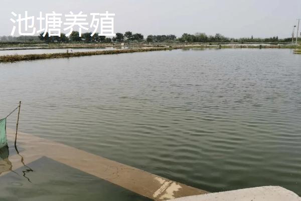 水产养殖品种有哪些