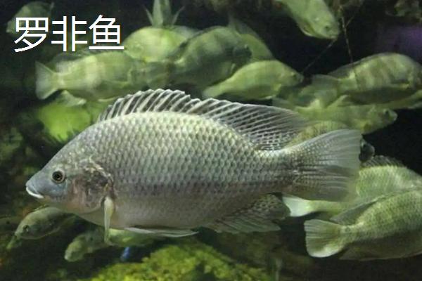 水产养殖品种有哪些