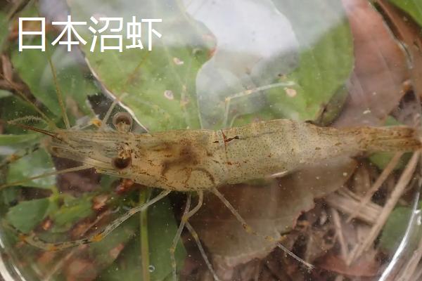 水产养殖品种有哪些