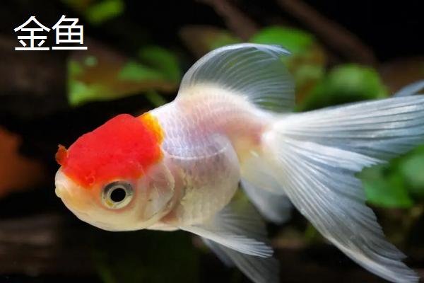 水产养殖品种有哪些