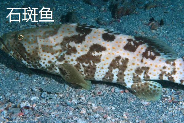 水产养殖品种有哪些