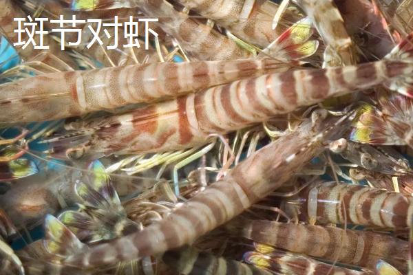 水产养殖品种有哪些