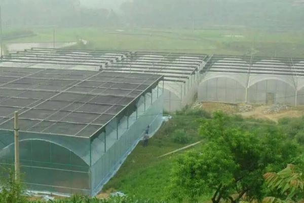 12丝的大棚膜厚度