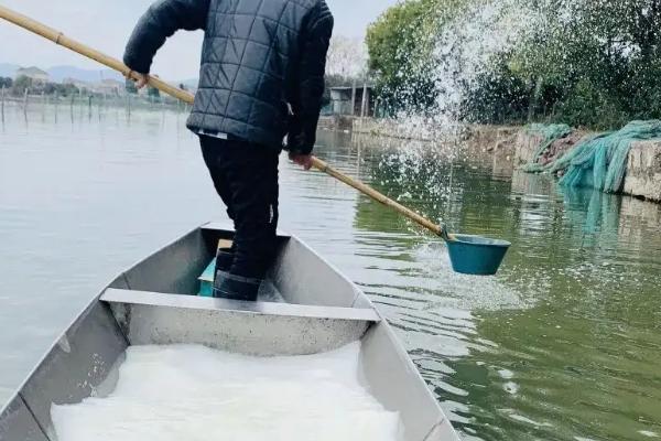 青鱼一年能长多大