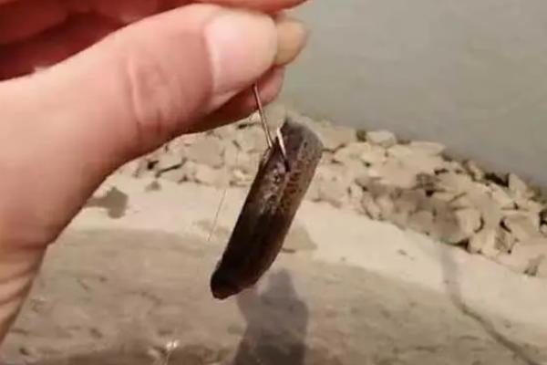 为什么不能用泥鳅钓鱼