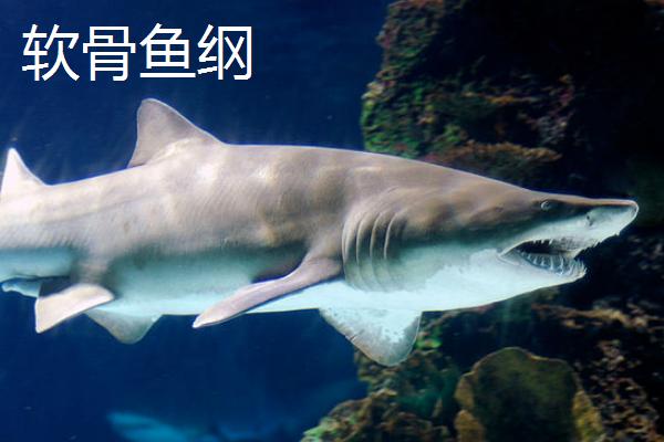 鱼类的生殖与受精方式