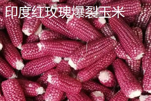 彩色玉米如何获得
