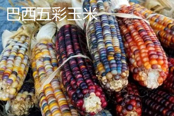 彩色玉米如何获得