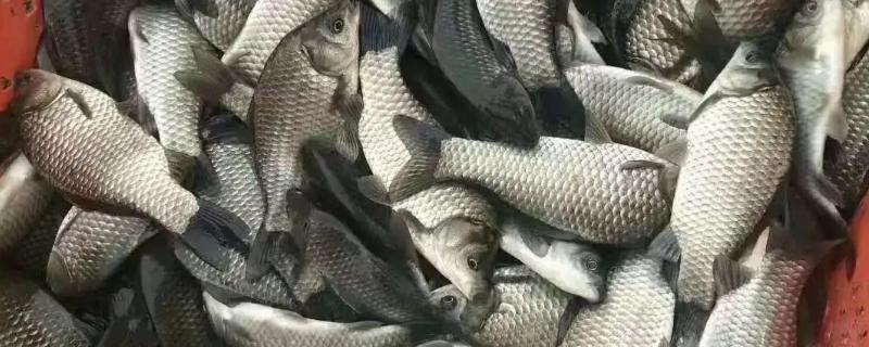 野生鲫鱼能长多大