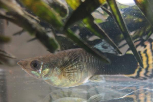 孔雀鱼产下小鱼后要隔离多久