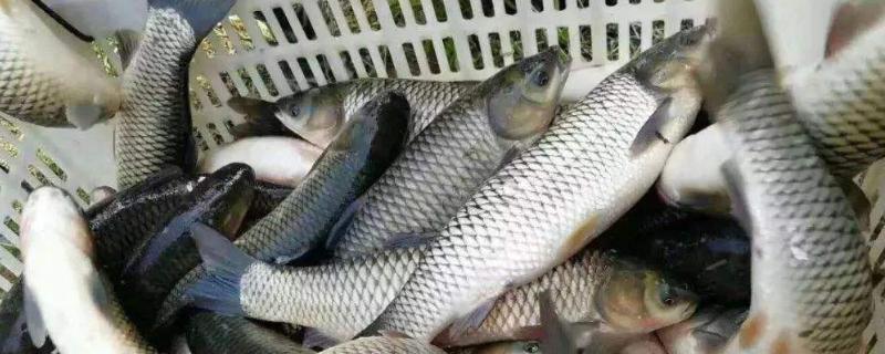 草鱼养几个月可以出售