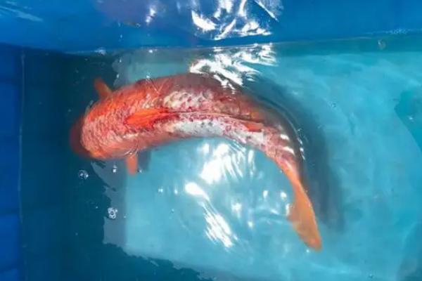 水产养殖中如何使用双氧水