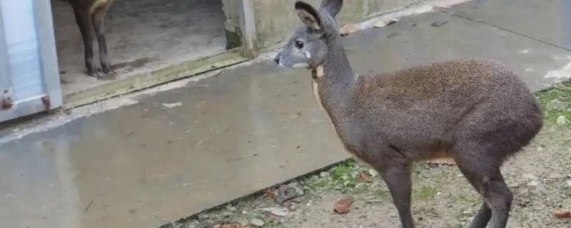 人工养麝香怎么养