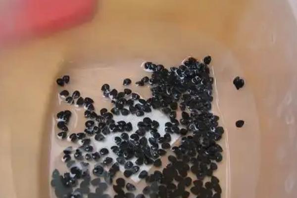 韭菜种植和管理方法