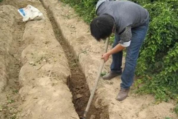 山药如何种植