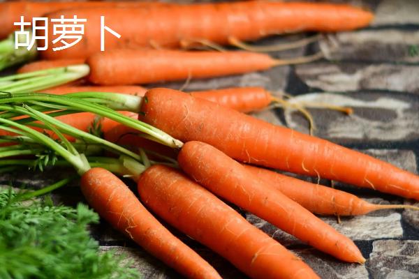 豚鼠的食物包括哪些