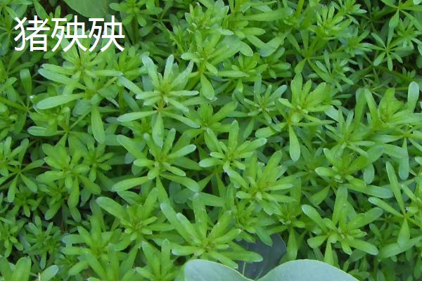 豚鼠的食物包括哪些