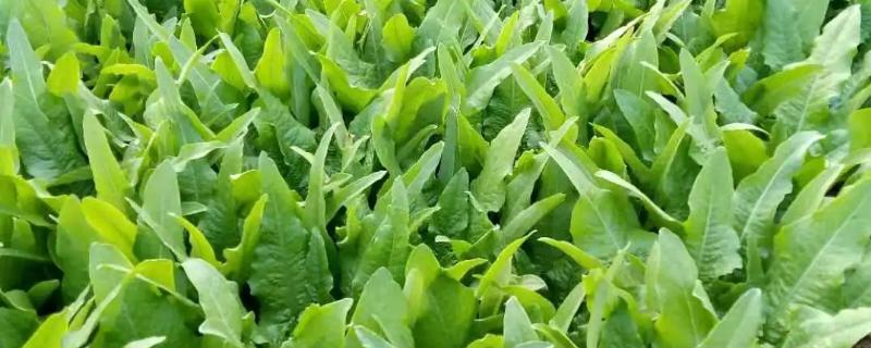 油麦菜播种时间和种植方法