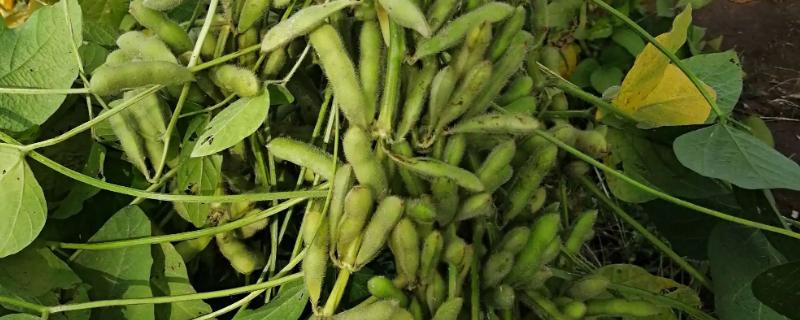 克山一号大豆品种积温