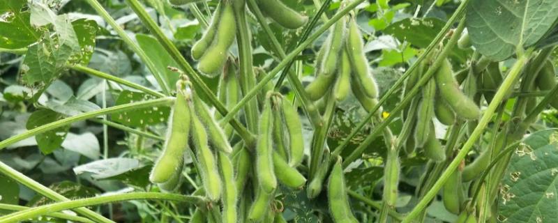 长农26大豆介绍