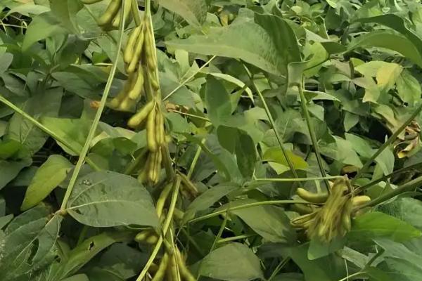 长农26大豆的特征特性