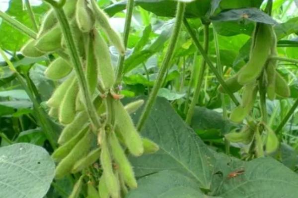 长农26大豆的特征特性