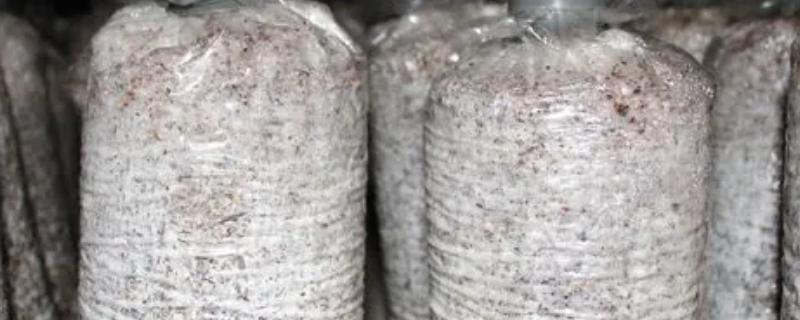 自己在家培养的菌种