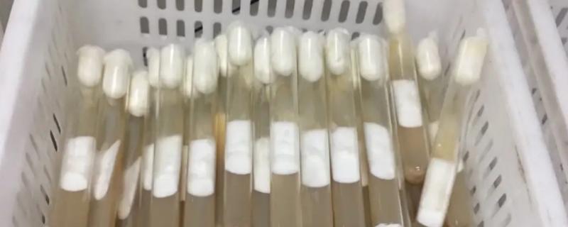菌种怎么制作
