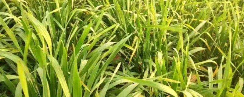 小麦苗发黄死苗有什么办法治疗