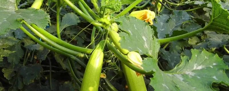 西葫芦从种植到采摘要多少天