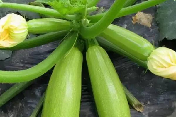 西葫芦从种植到采摘要多少天