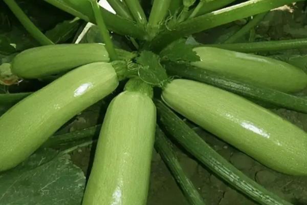 西葫芦从种植到采摘要多少天