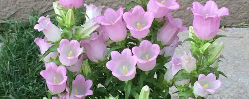 风铃花花期多长时间