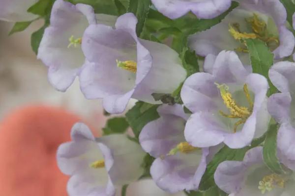 风铃花花期多长时间
