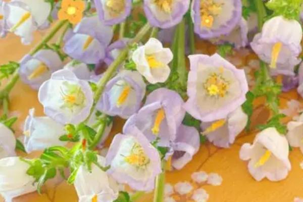 风铃花花期多长时间