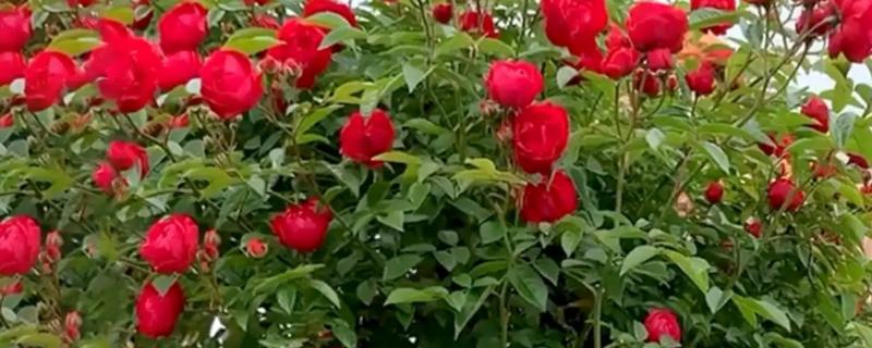 红木香爬藤月季优缺点