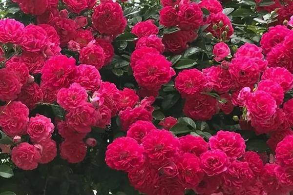 红木香爬藤月季优缺点