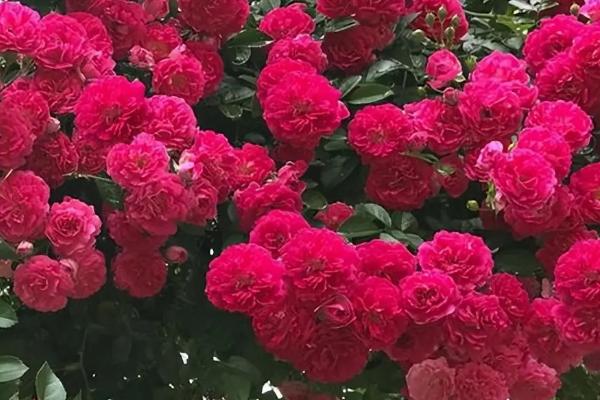 红木香爬藤月季优缺点