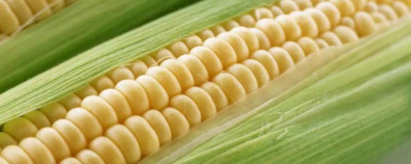 沃玉3号玉米种审定公告