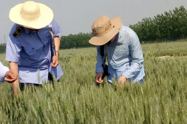 山农28小麦品种介绍