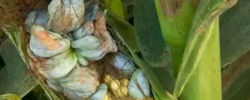 玉米乌霉什么原因得的