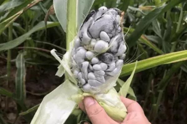 玉米出现乌霉是什么原因