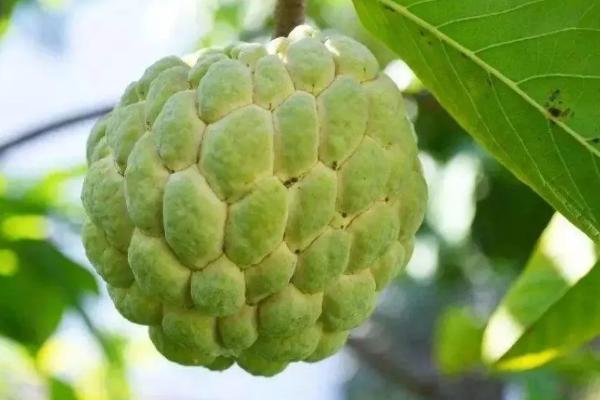 释迦果几月份成熟上市