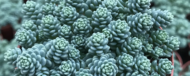 旋叶姬星美人怎么繁殖