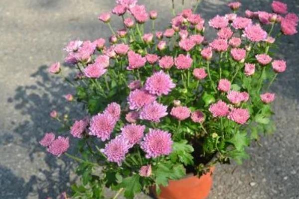 家里养菊花吉不吉利