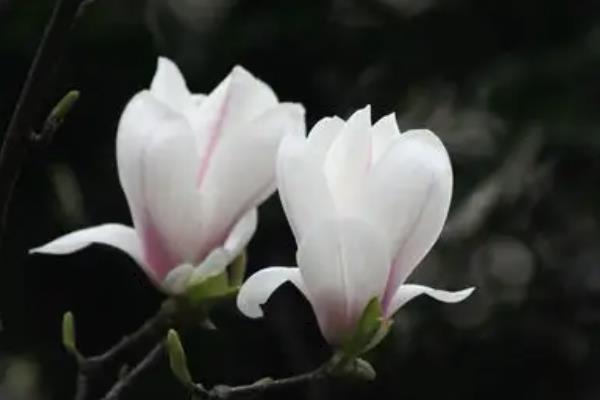 玉兰花有毒吗