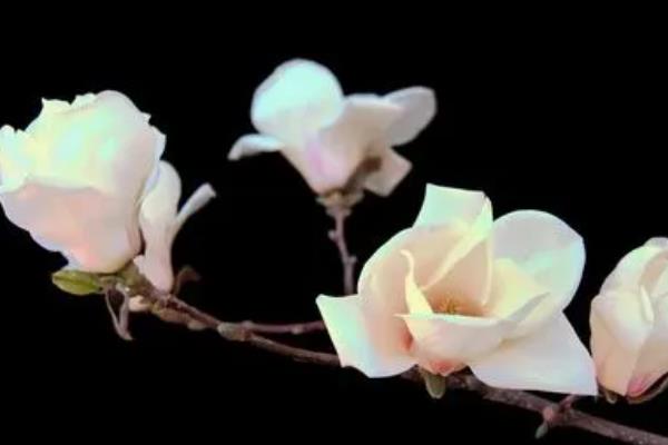 玉兰花有毒吗