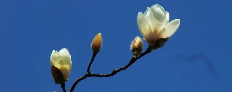 玉兰花一年开几次花
