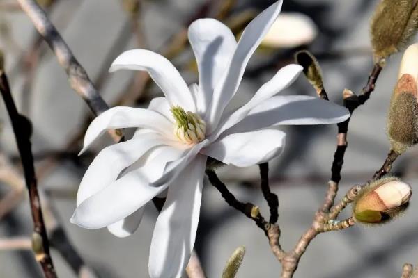 玉兰花一年开几次花?